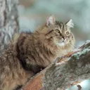 Siberiano
