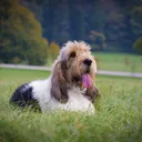 Grande Basset Griffon Vendéen