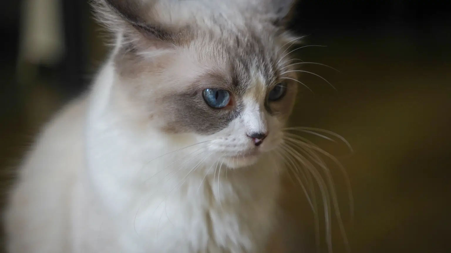 LOOF : c’est quoi pour un chat de race