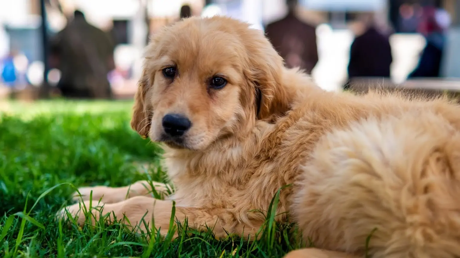 Chiots nés en 2027 : quelle lettre ?