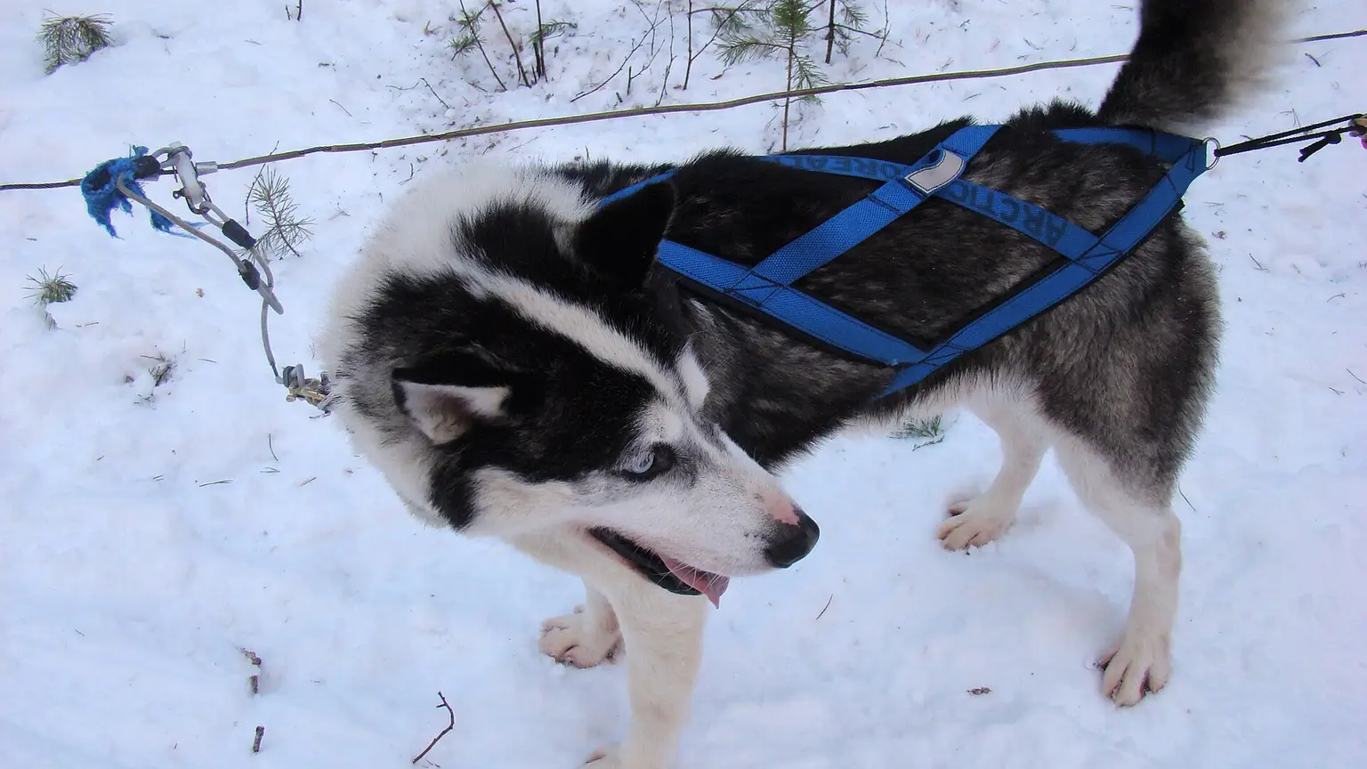 Chiens de traîneau et races nordiques