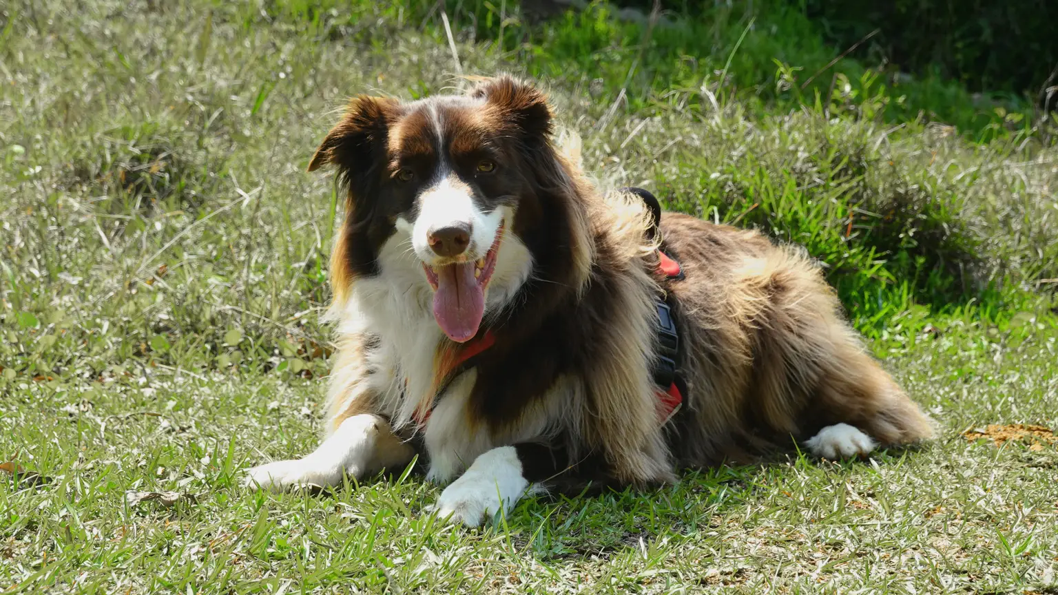 Races de chiens taille moyenne : guide 2026