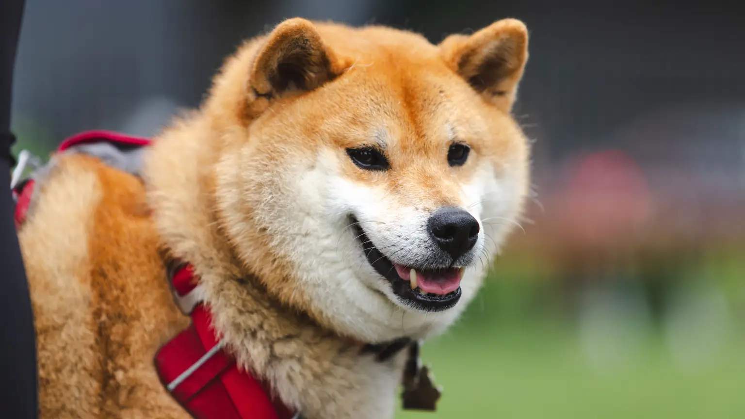 Petit chien japonais : races et guide 2026