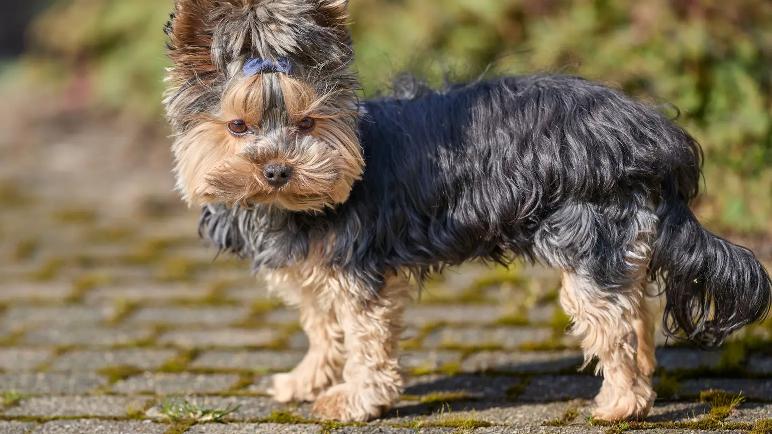 Comment rendre un chiot propre : méthode simple