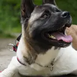 Akita Américain - Photo 3