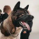 Akita Américain - Photo 4