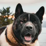 Akita Américain - Photo 5
