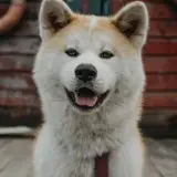 Akita Inu - Foto 5
