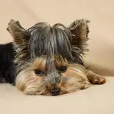Yorkshire Terrier - Foto 2