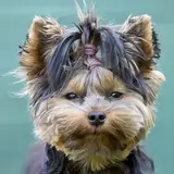 Yorkshire Terrier - Foto 3
