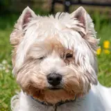 West Highland White Terrier - Photo 3