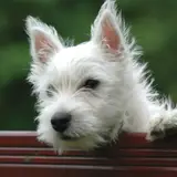 West Highland White Terrier - Photo 4