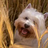 West Highland White Terrier - Photo 5