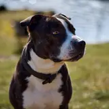 American Staffordshire Terrier - Photo 4