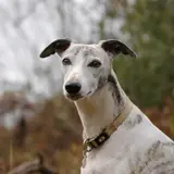 Whippet - Foto 4