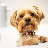 Yorkshire Terrier - Foto 4