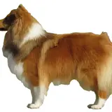 Shetland Sheepdog - Photo 3