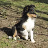 Shetland Sheepdog - Photo 4