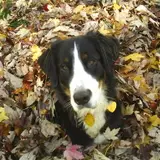 Bernese Mountain Dog - Photo 2