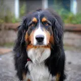 Bernese Mountain Dog - Photo 3