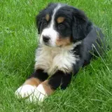 Bernese Mountain Dog - Photo 4
