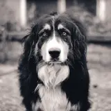 Bernese Mountain Dog - Photo 5