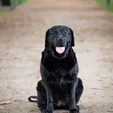 Labrador Retriever - Foto 3
