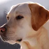 Labrador Retriever - Foto 5