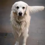 Golden Retriever - Photo 3
