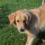 Golden Retriever - Photo 5