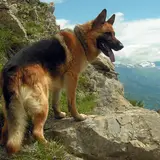 German Shepherd Dog - Photo 5
