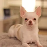 Chihuahua - Foto 2