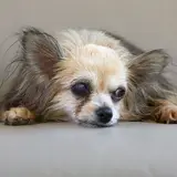 Chihuahua - Foto 3