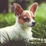 Chihuahua - Foto 4