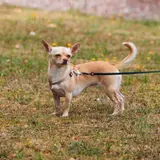 Chihuahua - Foto 5