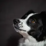 Border Collie - Photo 3