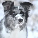 Border Collie - Photo 4