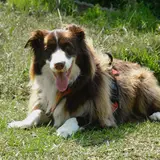 Border Collie - Photo 5
