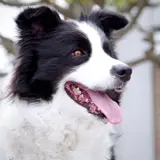 Border collie - Foto 5