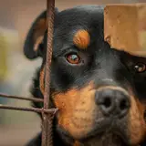 Rottweiler - Photo 3