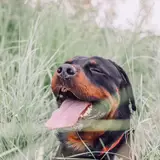 Rottweiler - Photo 4