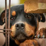Rottweiler - Photo 5