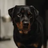 Rottweiler - Foto 3