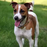 Jack Russell Terrier - Foto 2