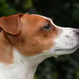 Jack Russell Terrier - Foto 3