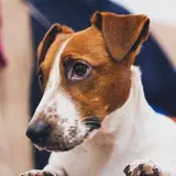 Jack Russell Terrier - Foto 4
