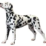 Dalmatien - Photo 2
