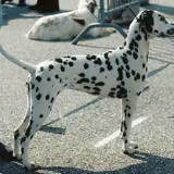 Dalmatien - Photo 3