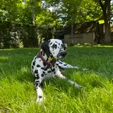 Dalmatien - Photo 4