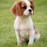 Cavalier King Charles - Photo 4